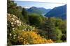 View from the Botanical Garden San Grato towards the Lake and Monte Bre Mountain-null-Mounted Art Print