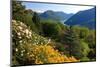 View from the Botanical Garden San Grato towards the Lake and Monte Bre Mountain-null-Mounted Art Print