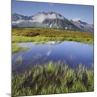 View from the Oberberg on the Pfitsch Valley, Rotes Beil, Alpenrose, South Tyrol, Italy-Rainer Mirau-Mounted Photographic Print