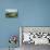 View from the Piano Grande Towards Castelluccio, Umbria, Italy, Europe-Jean Brooks-Photographic Print displayed on a wall