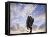 View from the Top Bald Eagle-Jai Johnson-Framed Stretched Canvas