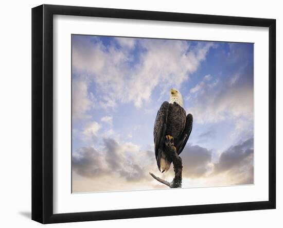 View from the Top Bald Eagle-Jai Johnson-Framed Giclee Print