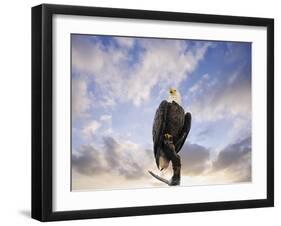 View from the Top Bald Eagle-Jai Johnson-Framed Giclee Print