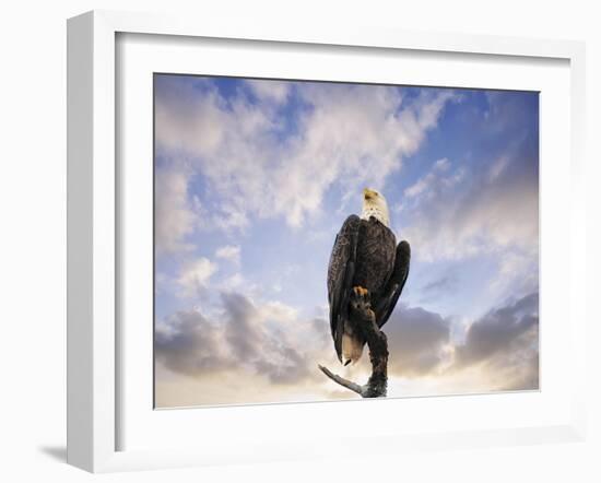 View from the Top Bald Eagle-Jai Johnson-Framed Giclee Print