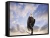 View from the Top Bald Eagle-Jai Johnson-Framed Stretched Canvas