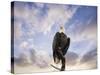 View from the Top Bald Eagle-Jai Johnson-Stretched Canvas