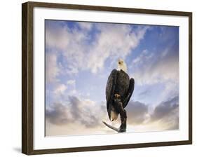View from the Top Bald Eagle-Jai Johnson-Framed Giclee Print