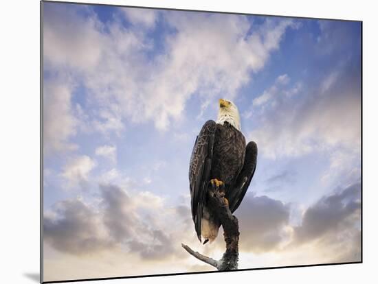 View from the Top Bald Eagle-Jai Johnson-Mounted Giclee Print