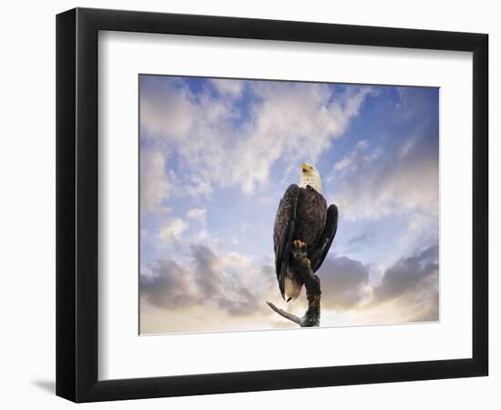 View from the Top Bald Eagle-Jai Johnson-Framed Premium Giclee Print