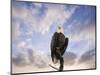 View from the Top Bald Eagle-Jai Johnson-Mounted Premium Giclee Print