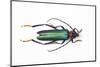 View from the Top of Long Horned Beetle Cerambycidae Sp.-Darrell Gulin-Mounted Photographic Print