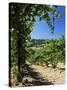 View from Vineyard of the Town of San Gimignano, Tuscany, Italy-Ruth Tomlinson-Stretched Canvas