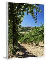 View from Vineyard of the Town of San Gimignano, Tuscany, Italy-Ruth Tomlinson-Framed Photographic Print