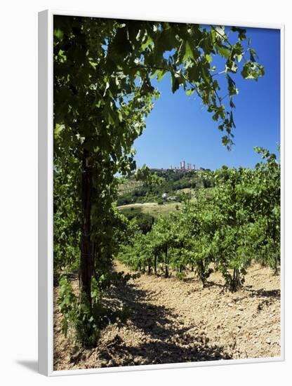 View from Vineyard of the Town of San Gimignano, Tuscany, Italy-Ruth Tomlinson-Framed Photographic Print