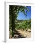 View from Vineyard of the Town of San Gimignano, Tuscany, Italy-Ruth Tomlinson-Framed Photographic Print