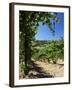 View from Vineyard of the Town of San Gimignano, Tuscany, Italy-Ruth Tomlinson-Framed Photographic Print