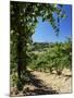 View from Vineyard of the Town of San Gimignano, Tuscany, Italy-Ruth Tomlinson-Mounted Photographic Print