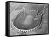 View Looking down on Municipal Stadium-null-Framed Stretched Canvas