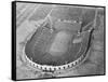 View Looking down on Municipal Stadium-null-Framed Stretched Canvas