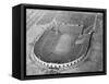 View Looking down on Municipal Stadium-null-Framed Stretched Canvas
