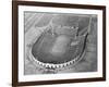 View Looking down on Municipal Stadium-null-Framed Photographic Print