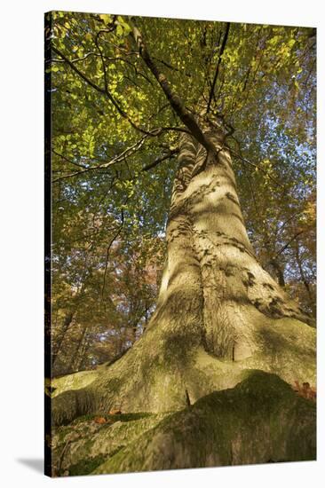 View Looking Up European Beech (Fagus Sylvatica) Tree Trunk, Klampenborg Dyrehaven, Denmark-Möllers-Stretched Canvas