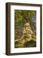 View Looking Up European Beech (Fagus Sylvatica) Tree Trunk, Klampenborg Dyrehaven, Denmark-Möllers-Framed Photographic Print