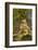 View Looking Up European Beech (Fagus Sylvatica) Tree Trunk, Klampenborg Dyrehaven, Denmark-Möllers-Framed Photographic Print