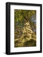 View Looking Up European Beech (Fagus Sylvatica) Tree Trunk, Klampenborg Dyrehaven, Denmark-Möllers-Framed Photographic Print