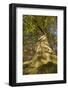 View Looking Up European Beech (Fagus Sylvatica) Tree Trunk, Klampenborg Dyrehaven, Denmark-Möllers-Framed Photographic Print