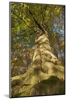 View Looking Up European Beech (Fagus Sylvatica) Tree Trunk, Klampenborg Dyrehaven, Denmark-Möllers-Mounted Photographic Print