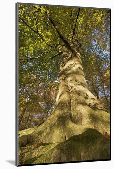 View Looking Up European Beech (Fagus Sylvatica) Tree Trunk, Klampenborg Dyrehaven, Denmark-Möllers-Mounted Photographic Print