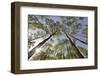 View Looking Up to Silver Birch (Betula Pendula) Canopy in Spring, Craigellachie, Cairngorms Np, UK-Mark Hamblin-Framed Photographic Print