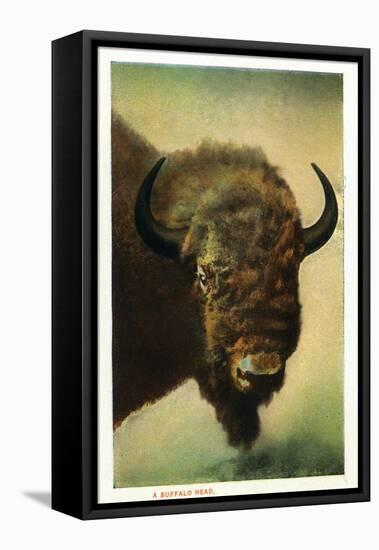 View of a Buffalo Head, Yellowstone National Park, Wyoming-Lantern Press-Framed Stretched Canvas