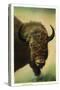 View of a Buffalo Head, Yellowstone National Park, Wyoming-Lantern Press-Stretched Canvas