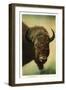 View of a Buffalo Head, Yellowstone National Park, Wyoming-Lantern Press-Framed Art Print