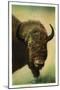 View of a Buffalo Head, Yellowstone National Park, Wyoming-Lantern Press-Mounted Art Print