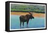 View of a Bull Moose Wading in Water, Yellowstone National Park, Wyoming-Lantern Press-Framed Stretched Canvas