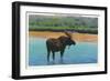 View of a Bull Moose Wading in Water, Yellowstone National Park, Wyoming-Lantern Press-Framed Art Print