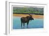 View of a Bull Moose Wading in Water, Yellowstone National Park, Wyoming-Lantern Press-Framed Art Print