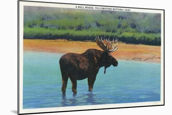 View of a Bull Moose Wading in Water, Yellowstone National Park, Wyoming-Lantern Press-Mounted Art Print