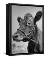 View of a Cow on a Farm-Eliot Elisofon-Framed Stretched Canvas