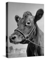 View of a Cow on a Farm-Eliot Elisofon-Stretched Canvas