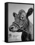 View of a Cow on a Farm-Eliot Elisofon-Framed Stretched Canvas