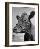 View of a Cow on a Farm-Eliot Elisofon-Framed Photographic Print