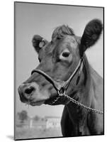 View of a Cow on a Farm-Eliot Elisofon-Mounted Photographic Print