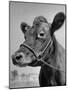 View of a Cow on a Farm-Eliot Elisofon-Mounted Photographic Print