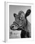 View of a Cow on a Farm-Eliot Elisofon-Framed Photographic Print