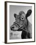 View of a Cow on a Farm-Eliot Elisofon-Framed Photographic Print