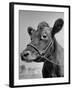 View of a Cow on a Farm-Eliot Elisofon-Framed Photographic Print